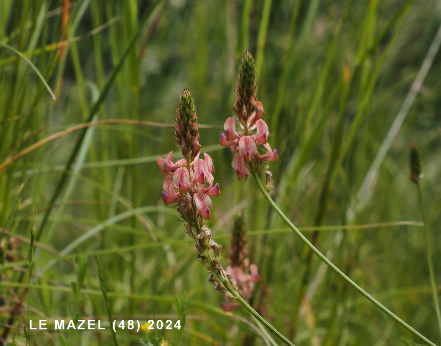 Sainfoin, (Wild)